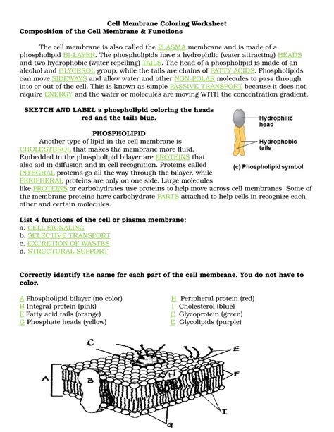 cell membrane coloring worksheet answers
